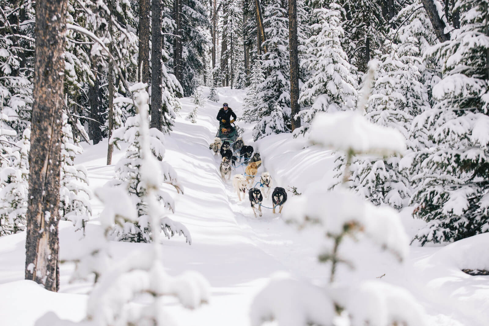 Dog Sledding in Jackson Hole.