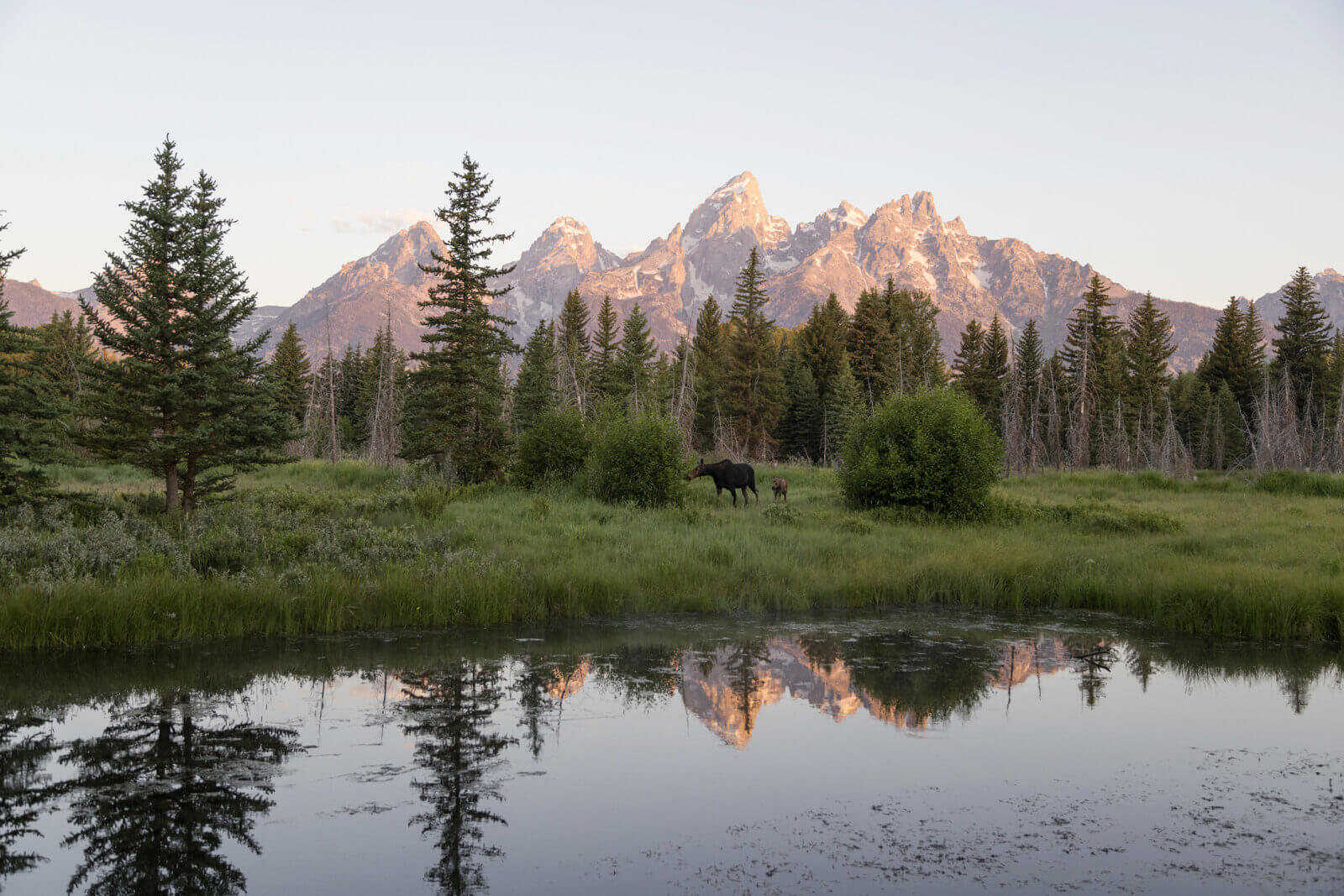 Wildlife in Grand Teton National Park.