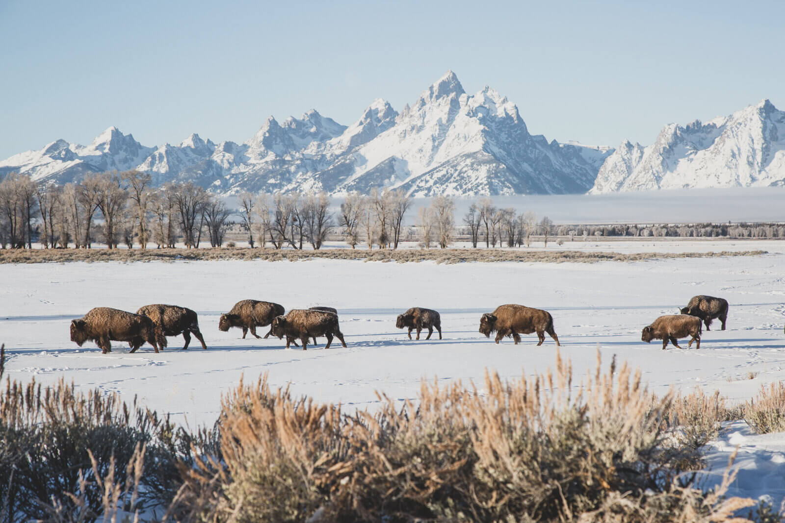 Winter Bison in Grand Teton National Park