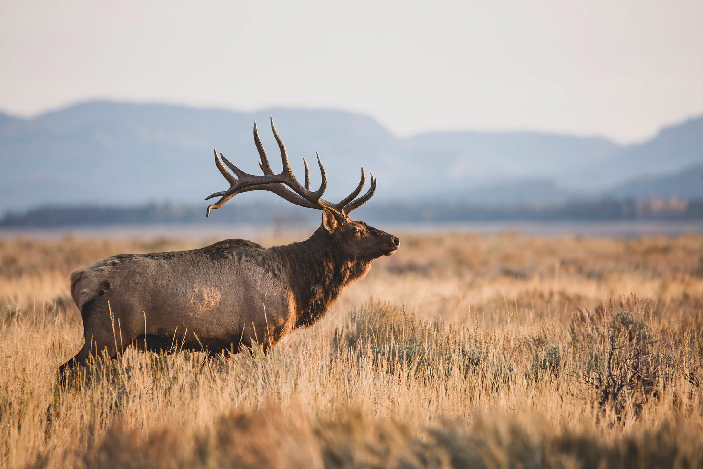 Wildlife in Jackson Hole.