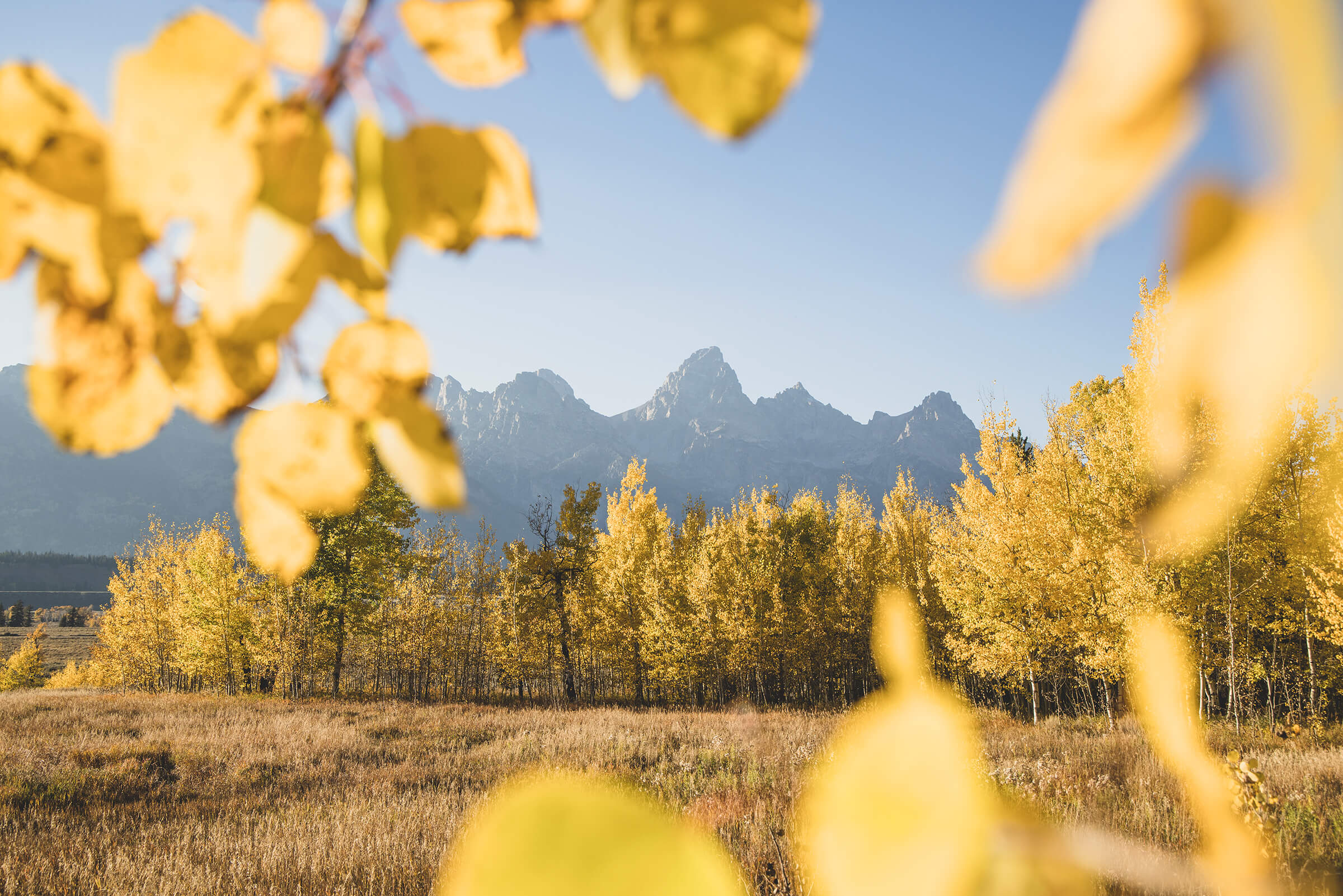 Fall Foliage in Jackson Hole.