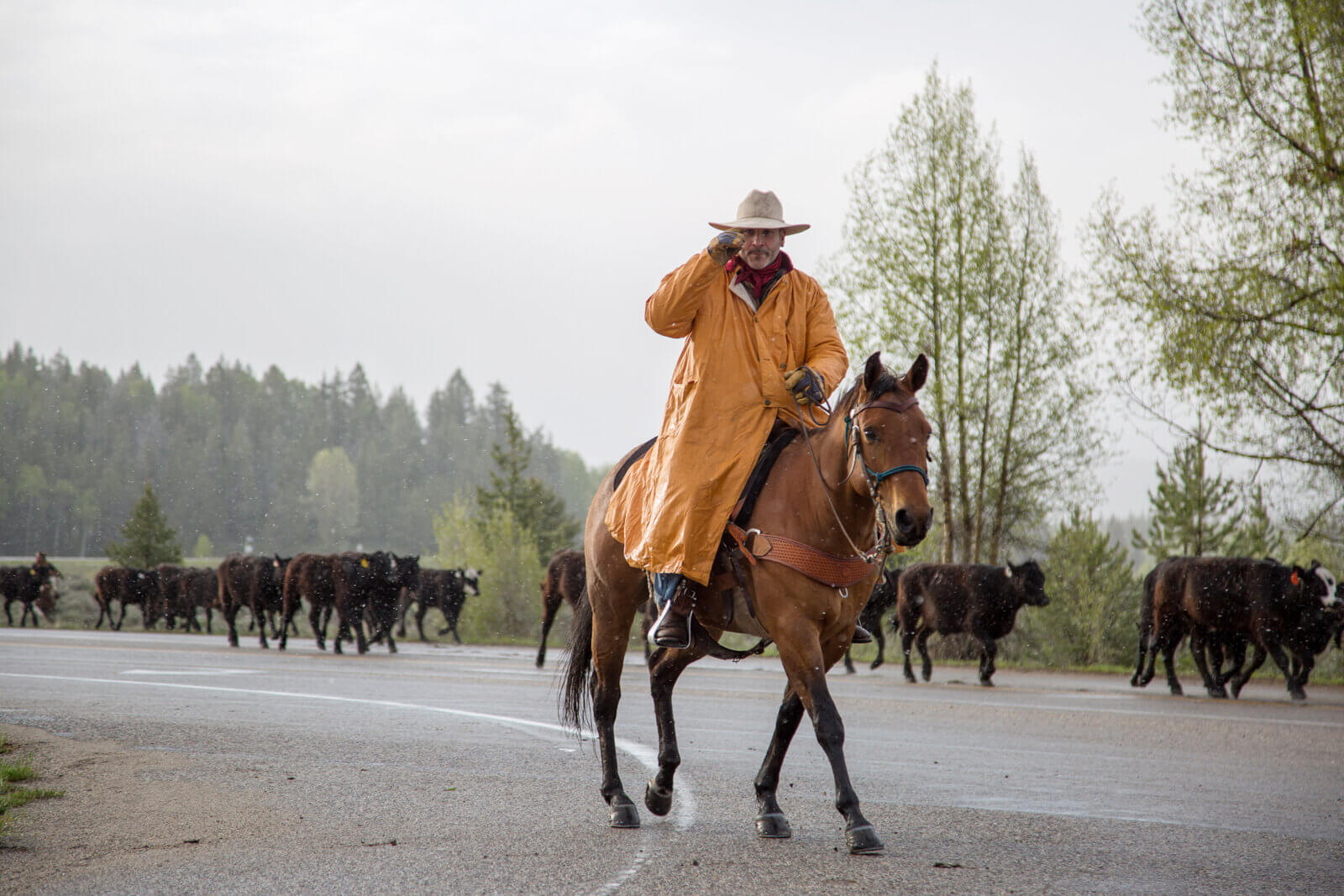 Spring Ranching in Jackson Hole.