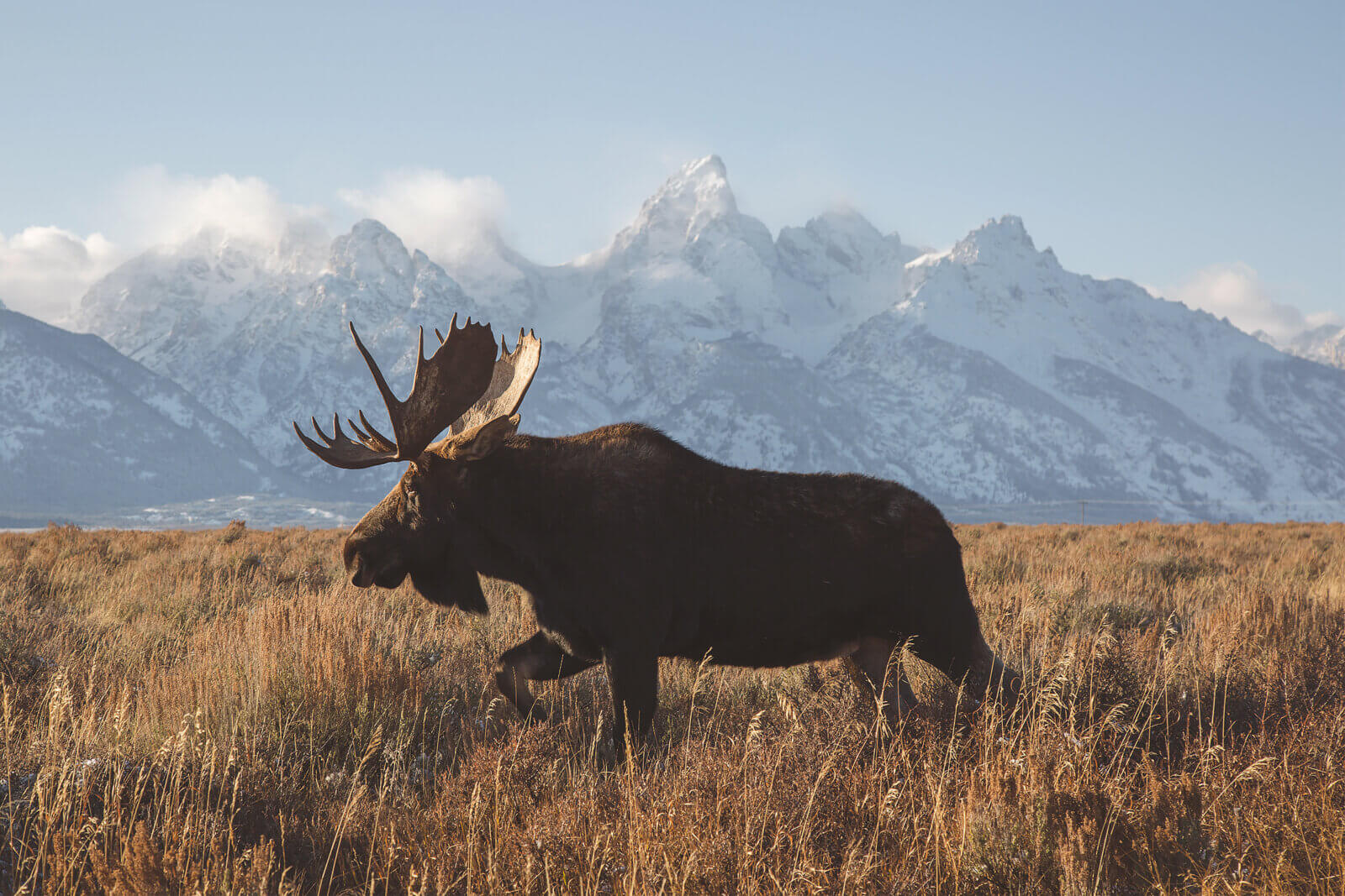 Moose in Grand Teton National Park.
